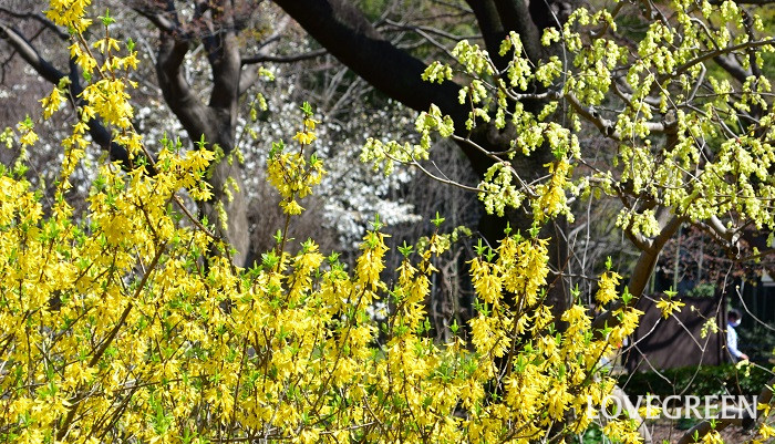 黄色い花が咲く木　春
