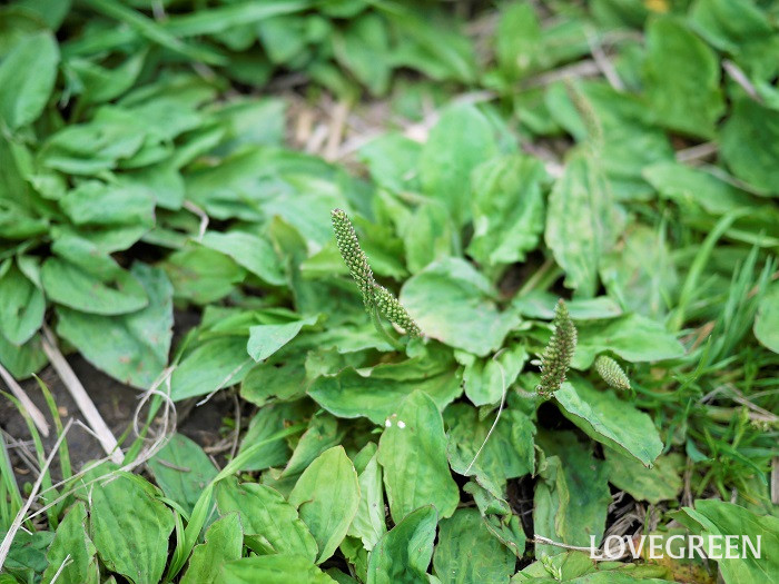オオバコの花小