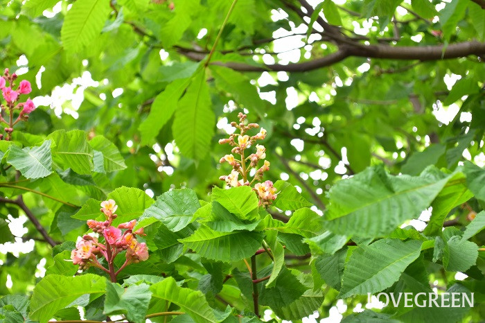 ベニバナトチノキ2 ベニバナトチノキ