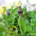 ムスカリグレープアイス6