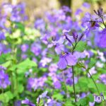 ムラサキハナナ（オオアラセイトウ）の育て方・栽培方法 | LOVEGREEN