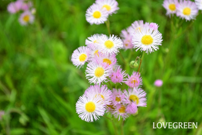 雑草の種類　ハルジオン