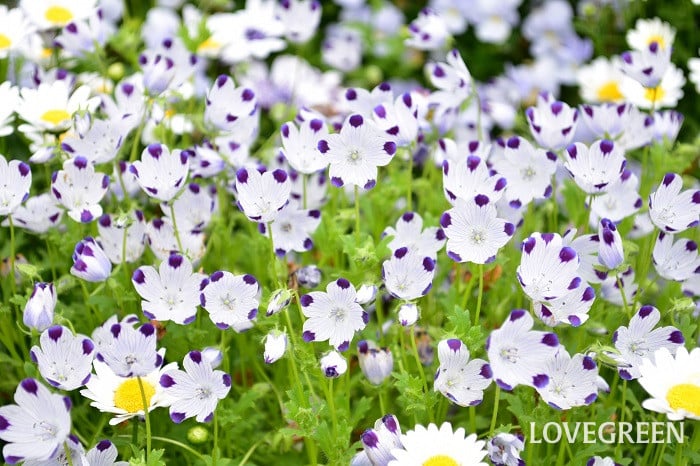 ネモフィラ・ファイブスポット ネモフィラ・ファイブスポット