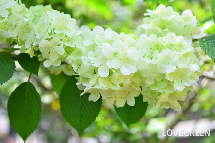 オオデマリ6 オオデマリ