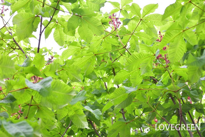 ベニバナトチノキ1 ベニバナトチノキ