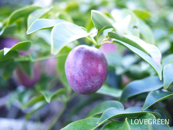 ムベ小 ムベの実
