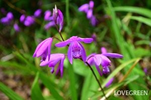 シランの花言葉|花の特徴や種類 | LOVEGREEN(ラブグリーン)