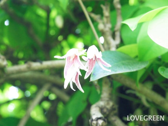 ムベの花3小 郁子(ムベ)の花の咲く季節と特徴