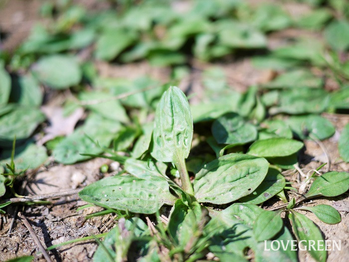 オオバコ小 オオバコとサイリウムの違いは?