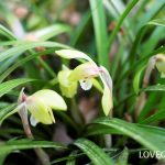 シュンランの育て方・栽培方法 | LOVEGREEN(ラブグリーン)
