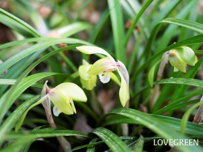 シュンラン小 春蘭(シュンラン)