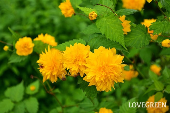 ヤマブキ八重 ヤマブキ八重