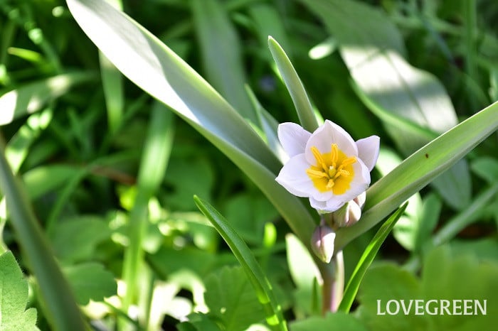 原種チューリップ_ポリクロマ 原種チューリップ_ポリクロマ
