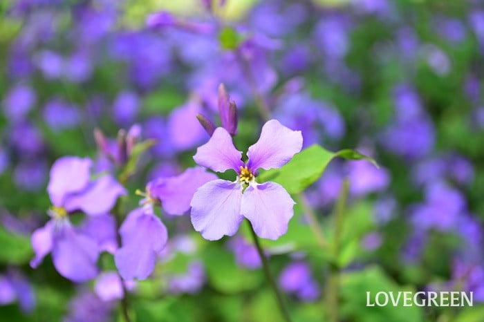 ムラサキハナナ2 ムラサキハナナ