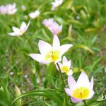 植えっぱなしにできる？咲き終わったチューリップの球根の保存方法