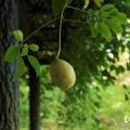 郁子(ムベ)とは?花言葉、花の特徴や季語、アケビとの違い、育て方
