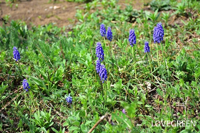 DSC_0285 ムスカリ