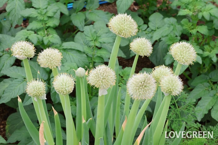 ネギの花 ネギの花