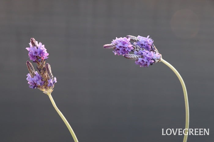 レースラベンダー レースラベンダー 特徴 寄せ植え 性質