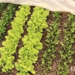 春の種まき 葉物野菜 コマツナ ホウレンソウ シュンギク べかな チンゲンサイ