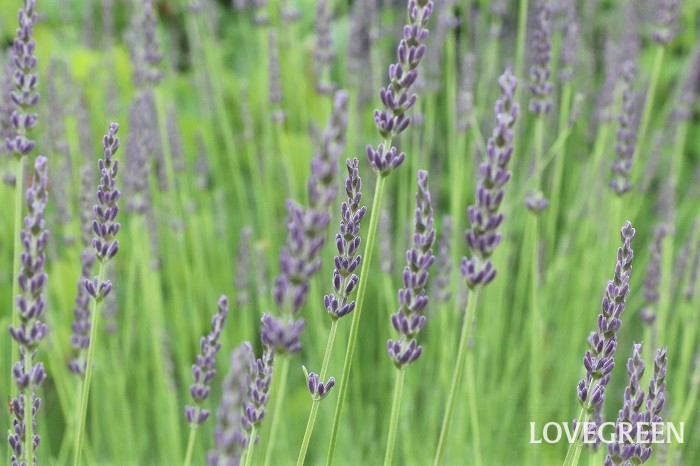 イングリッシュラベンダー