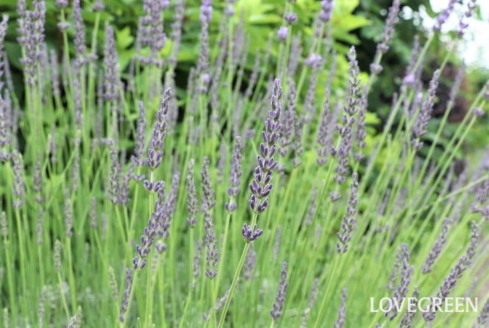 ラベンダー イングリッシュラベンダー 性質 特徴 寄せ植え