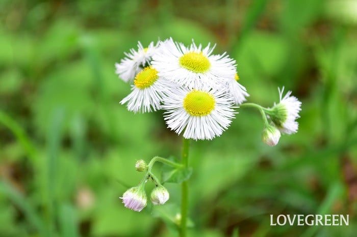 ハルジオン3 ハルジオン