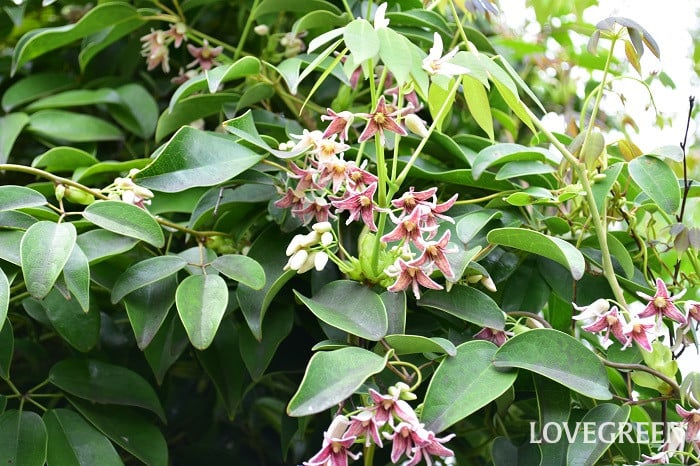 ムベ2 郁子(ムベ)