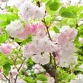 八重桜