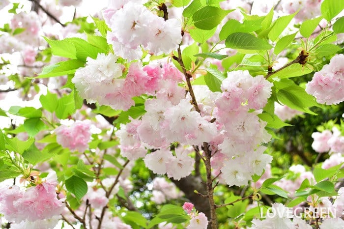 八重桜