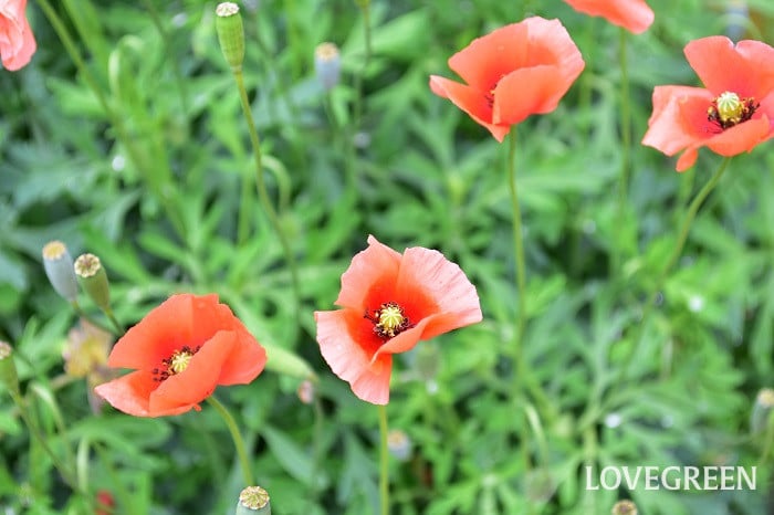 ナガミヒナゲシ ナガミヒナゲシ