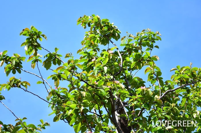 カリン5 カリン