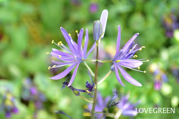 カマッシア2 カマッシア