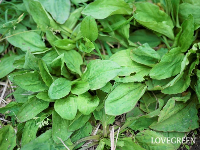 オオバコ群生小 オオバコとは?基本情報