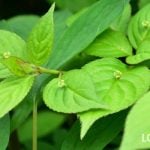 ハナイカダ雌花