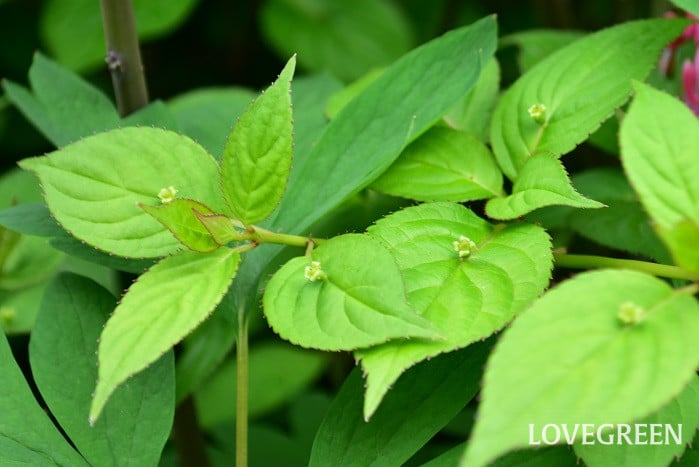 ハナイカダ雌花1 ハナイカダ雌花