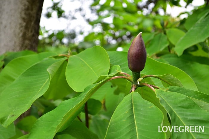 ホオノキつぼみ ホオノキつぼみ