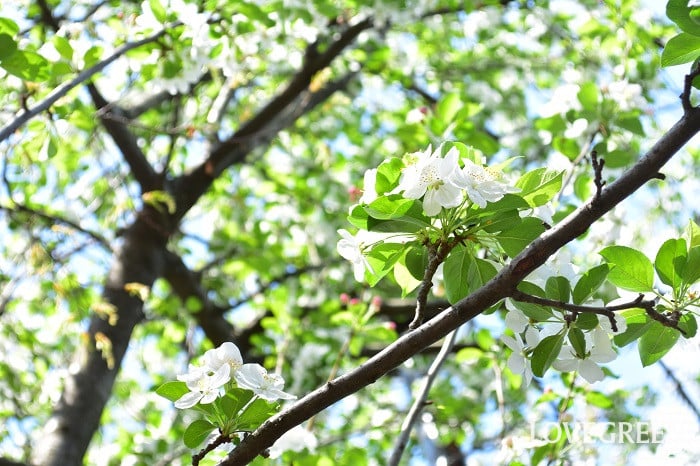 クラブアップル1 クラブアップル