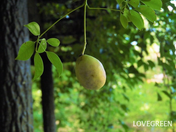 ムベの実小 郁子(ムベ)の実の特徴