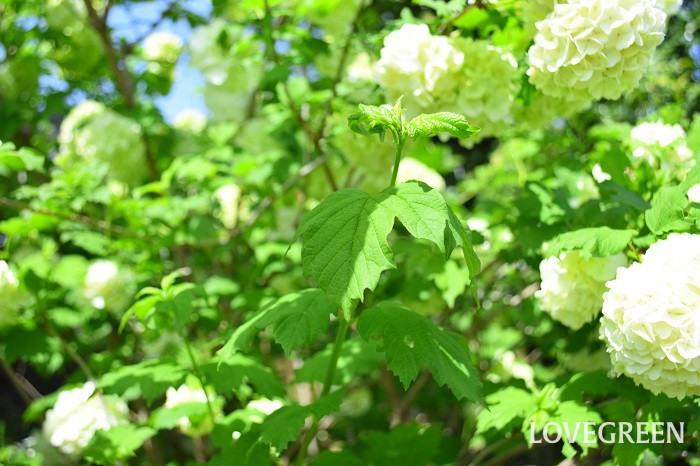 ビバーナムスノーボール1 ビバーナムスノーボール