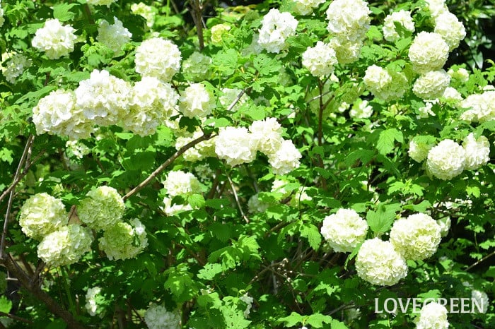 ビバーナムスノーボール3 ビバーナムスノーボール