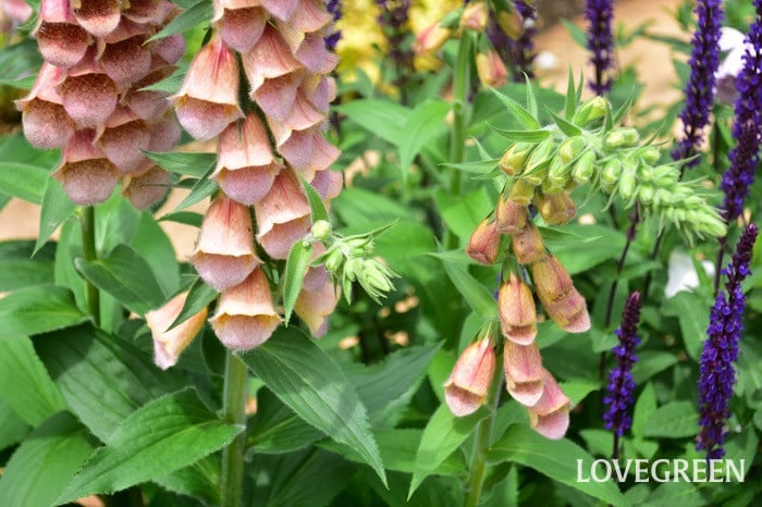 ジギタリス ジギタリス