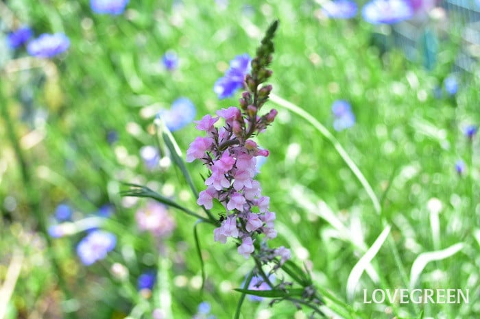 宿根リナリア 宿根リナリア