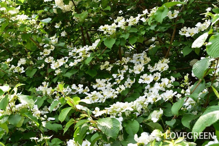 ヤブデマリ3 ヤブデマリ