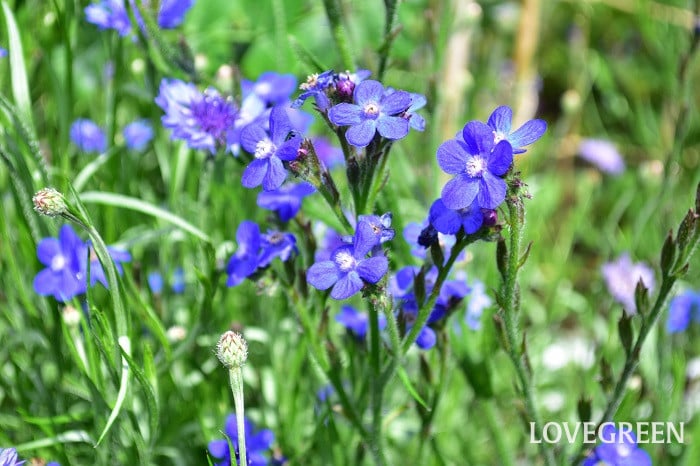 アンチューサ アンチューサ