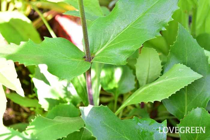 ペンステモンオバタス1 ペンステモンオバタス