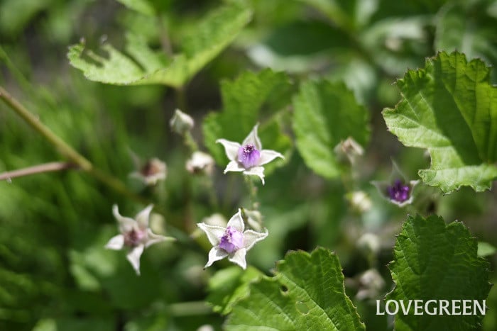 ナワシロイチゴ小 初夏に咲く花|ナワシロイチゴ