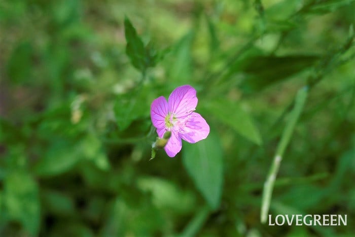 ユウゲショウ小 初夏に咲く花|ユウゲショウ
