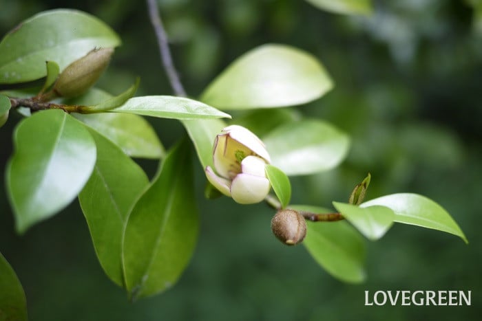 カラタネオガタマ小 初夏に咲く花|カラタネオガタマ
