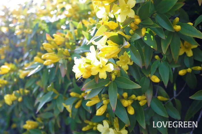 春に咲く黄色い花